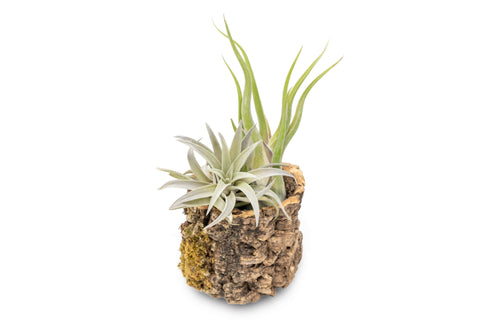 Cork Bark Planters with Air Plants