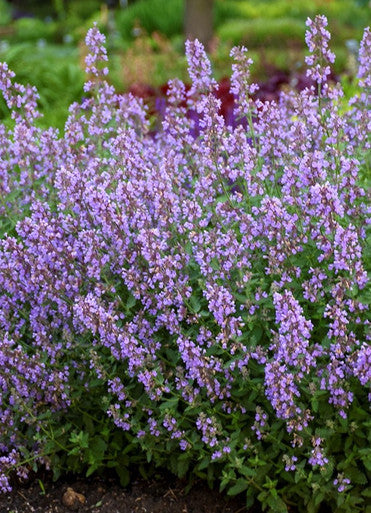 Load image into Gallery viewer, Pollinator Starter Kit — Buddleia Bicolor &amp; Nepeta Cat's Meow
