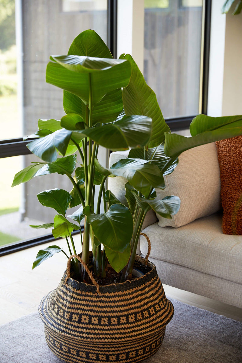 Load image into Gallery viewer, Bird of Paradise Luxe
