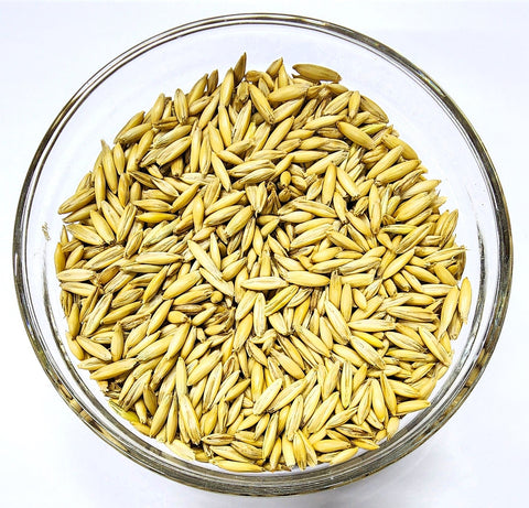 Spring Oats OG — The Soil Makers cover crop seed.