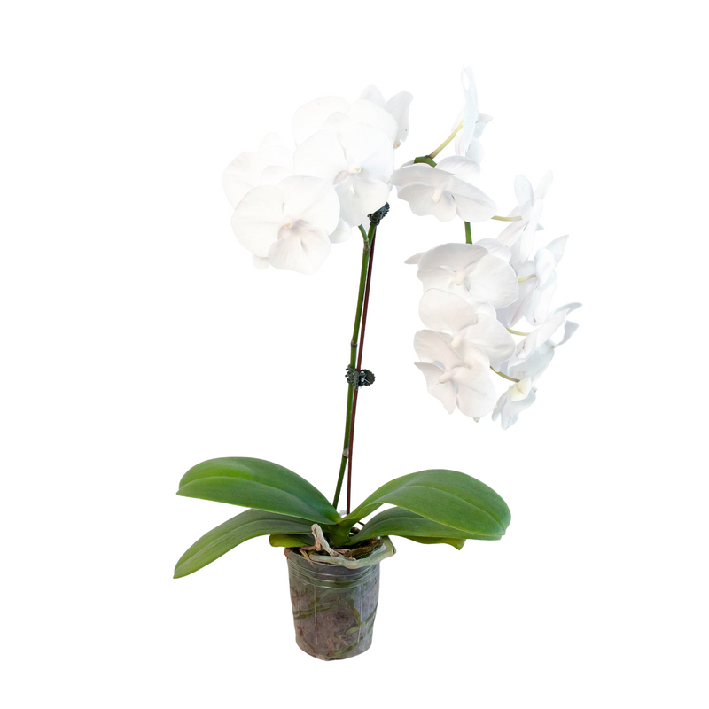 Load image into Gallery viewer, Orchid 'White Phalaenopsis'
