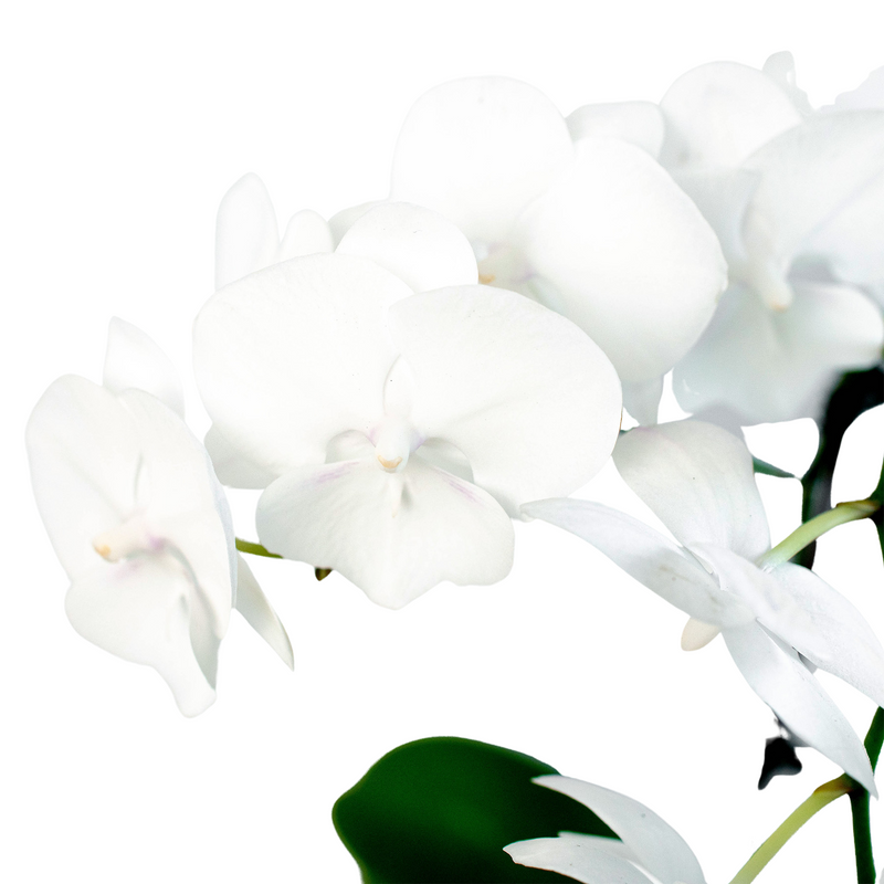 Load image into Gallery viewer, Orchid 'White Phalaenopsis'
