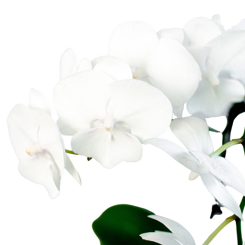 Orchid 'White Phalaenopsis', additional product view 2