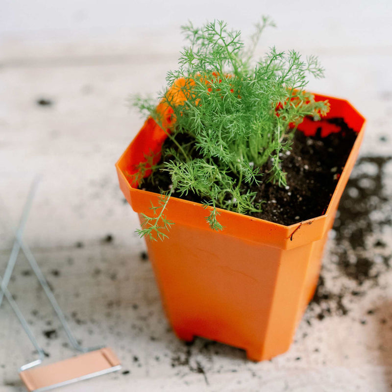 Load image into Gallery viewer, 5" Nursery Pots with Insert Tray

