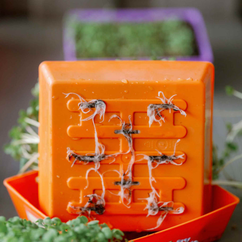 Load image into Gallery viewer, 5X5 Extra Strength Shallow Microgreen Trays
