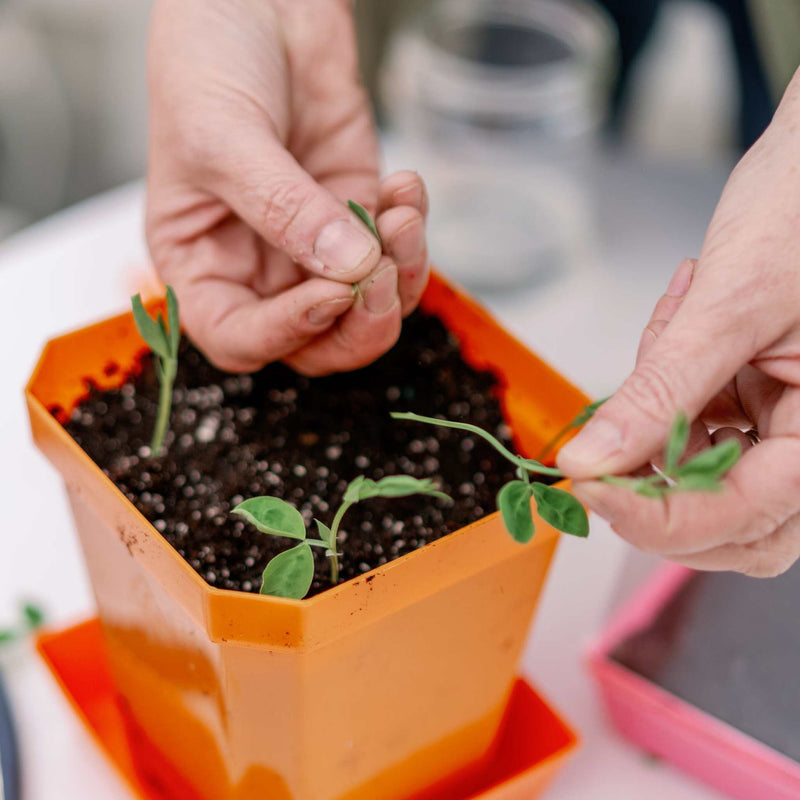 Load image into Gallery viewer, 5X5 Extra Strength Shallow Microgreen Trays
