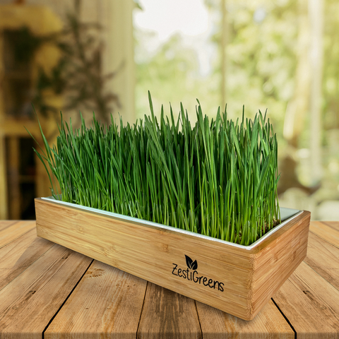Self-watering organic wheatgrass growing kit, soil-free.