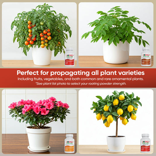 Hormex Rooting Powder Pack