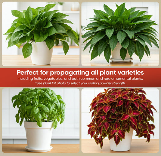 Hormex Rooting Powder