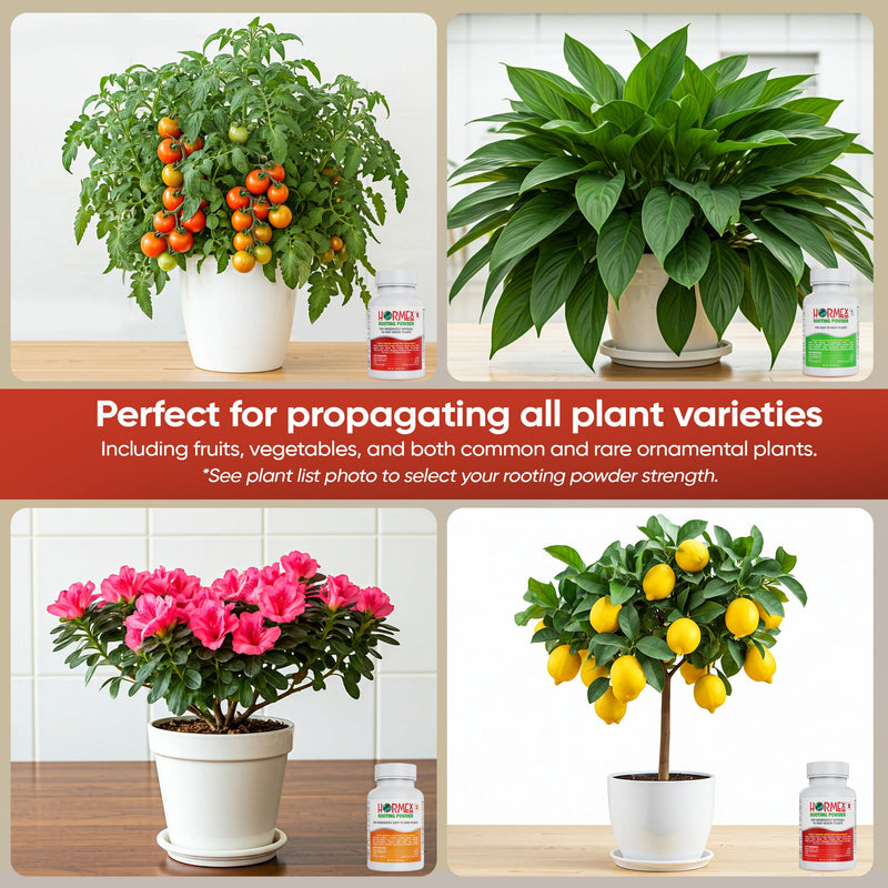 Load image into Gallery viewer, Hormex Rooting Powder Pack #1, 3, 8 - Rooting Hormone for Delicate and Common Houseplants to Semi-Hardwood, Medicinal Plants and Tree Cuttings
