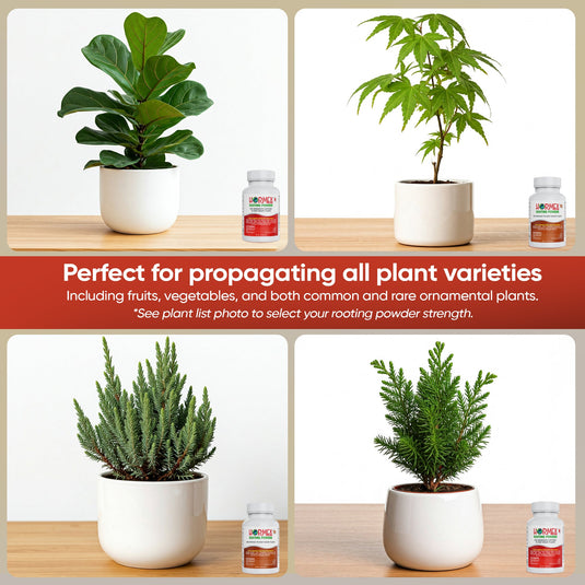 Hormex Rooting Powder