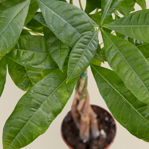 Money Tree 'Guiana Chestnut' Pachira Braid, additional product view 2