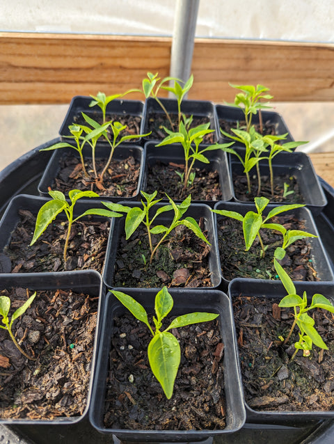 Organic Bhut Jolokia Ghost Pepper live plant pre-order, GrowTime Garden Supply