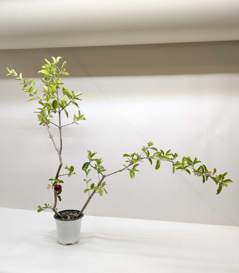 Load image into Gallery viewer, Malpighia Barbados Cherry
