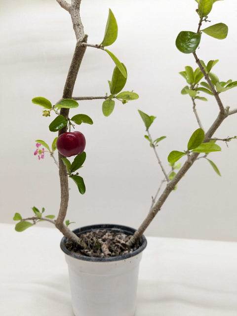 Malpighia Barbados Cherry, additional product view 2