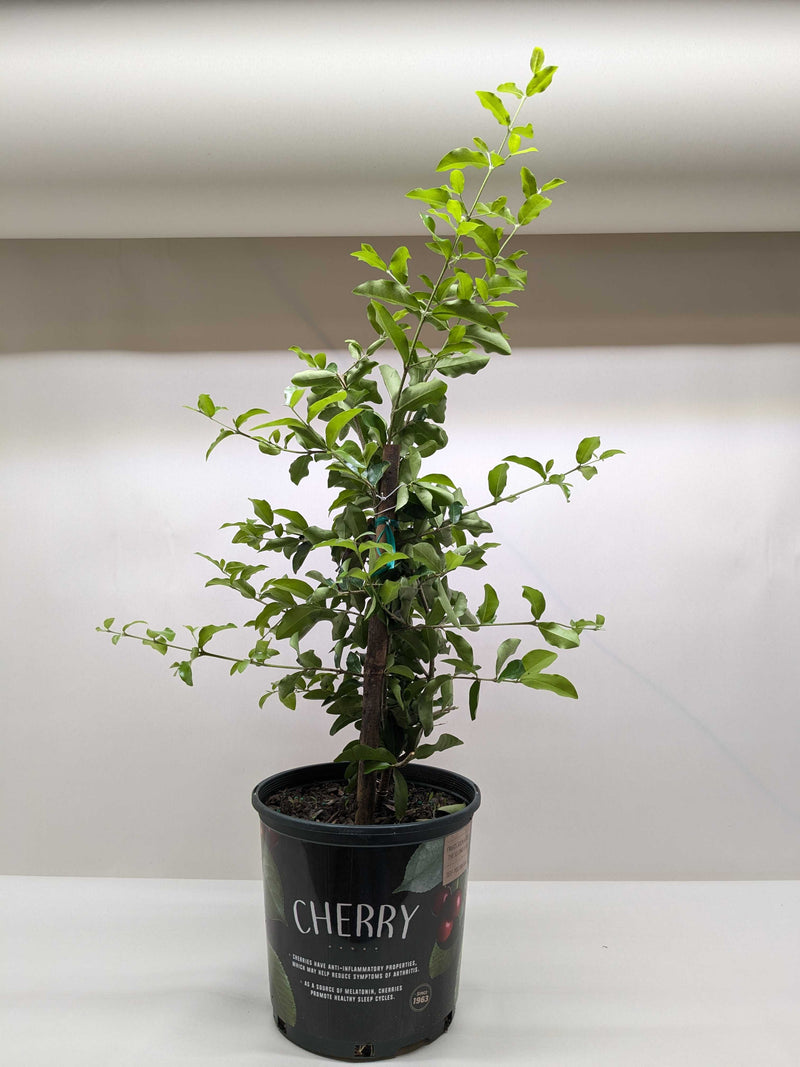 Load image into Gallery viewer, Malpighia Barbados Cherry
