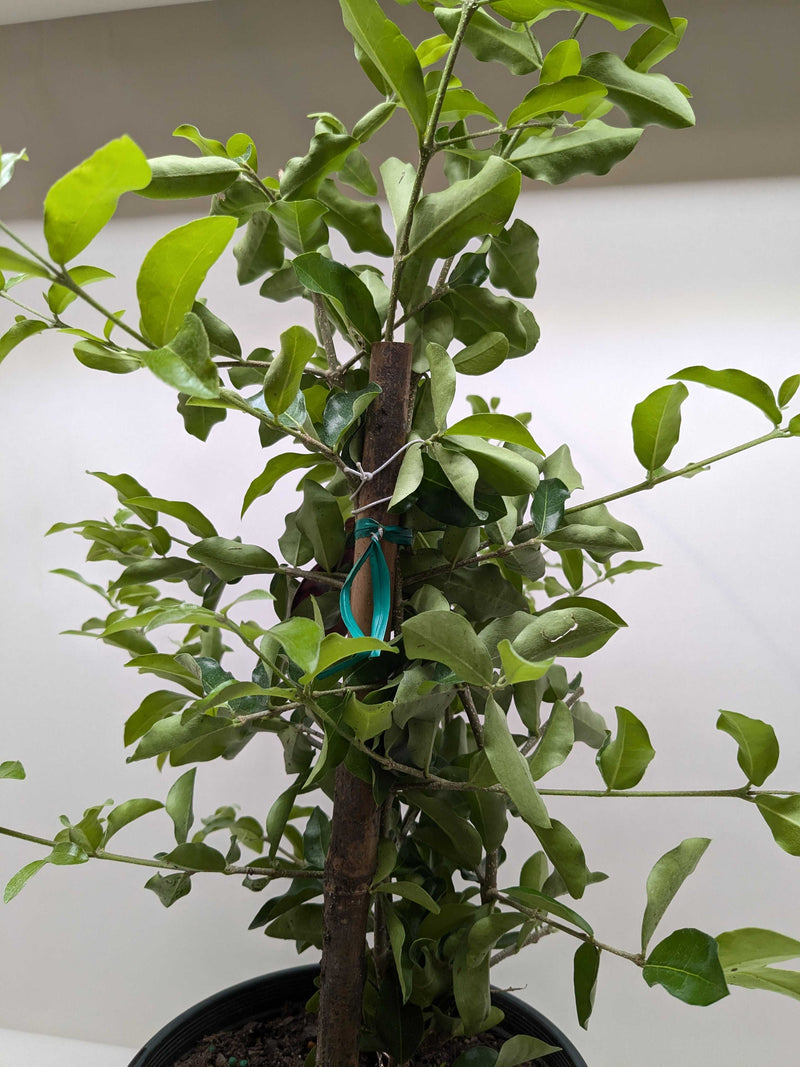 Load image into Gallery viewer, Malpighia Barbados Cherry
