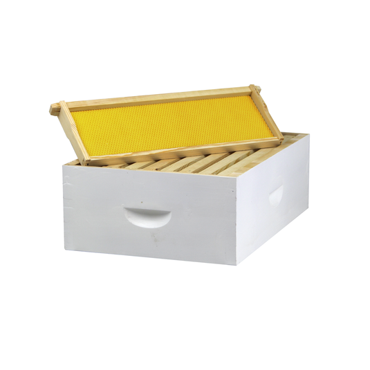 8 Frame Painted Medium Honey Super – Amish-Made w/ Assembled Frames & Wax-Coated Foundations