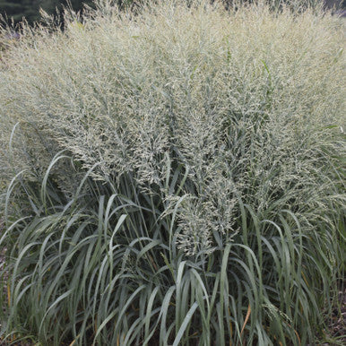 Prairie Winds® 'Niagara Falls' Switch Grass, additional product view 2