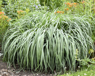 Prairie Winds Niagara Falls Switch Grass