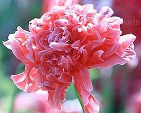 Heirloom Organic Antique Shades Peony Poppy seeds package, GrowTime Garden Supply