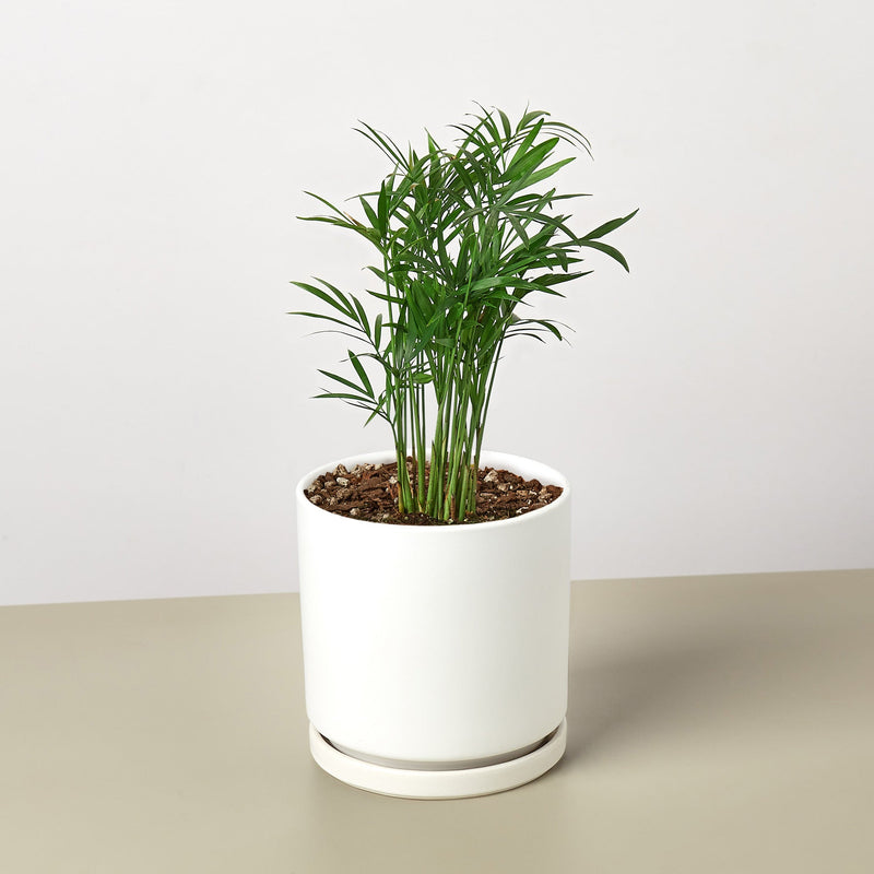 Load image into Gallery viewer, Parlor Palm
