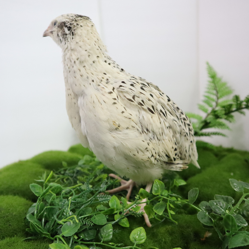 Load image into Gallery viewer, Fertile Quail Eggs – Choose Your Variety
