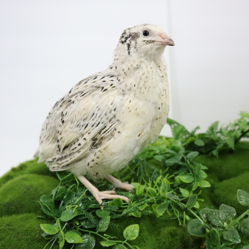 Load image into Gallery viewer, Pearl Fee Quail Hatching Eggs
