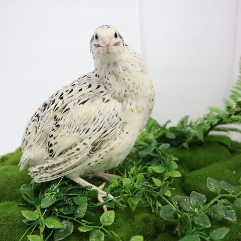 Quail hatching eggs, detail view