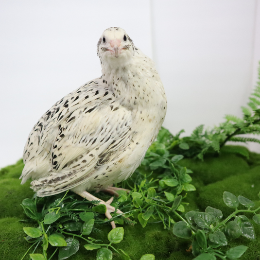 Fertile Quail Eggs – Choose Your Variety