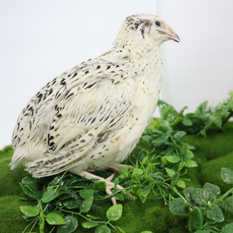 Pearl Fee quail hatching eggs
