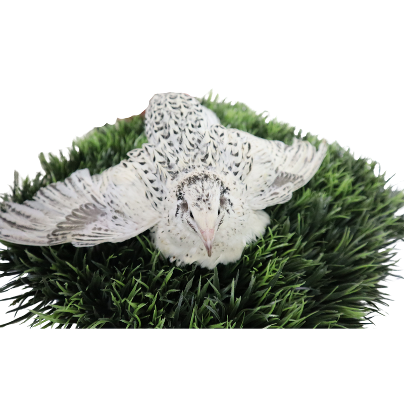 Load image into Gallery viewer, Pearl Fee Quail Hatching Eggs
