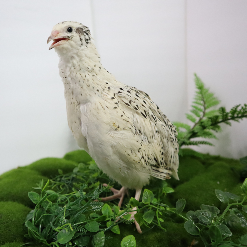 Load image into Gallery viewer, Pearl Fee Quail Hatching Eggs
