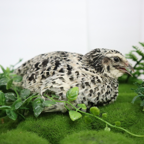 Quail hatching eggs, detail view
