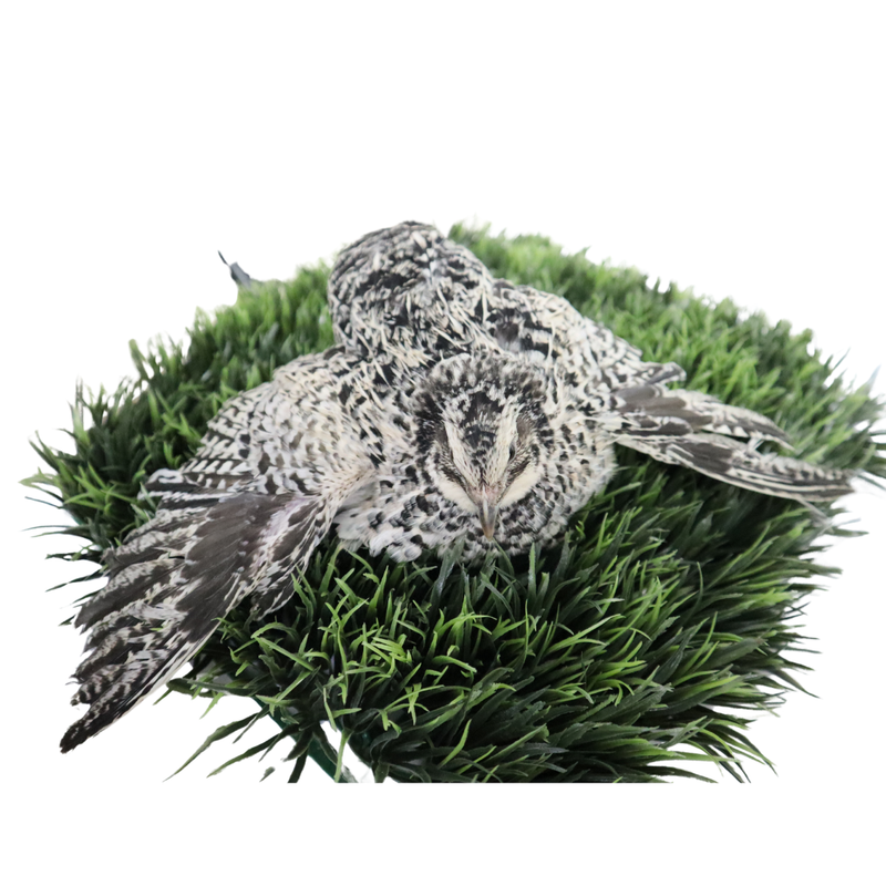 Load image into Gallery viewer, Pearl Pansy Quail Hatching Eggs – Fertile Coturnix Eggs for Incubation
