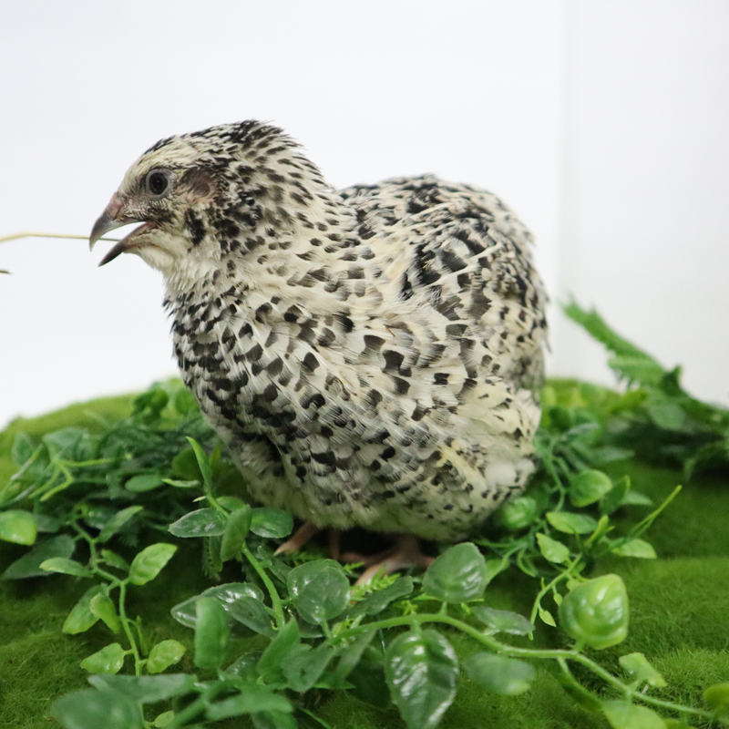 Load image into Gallery viewer, Pearl Pansy Quail Hatching Eggs
