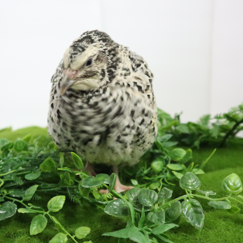 Load image into Gallery viewer, Pearl Pansy Quail Hatching Eggs – Fertile Coturnix Eggs for Incubation
