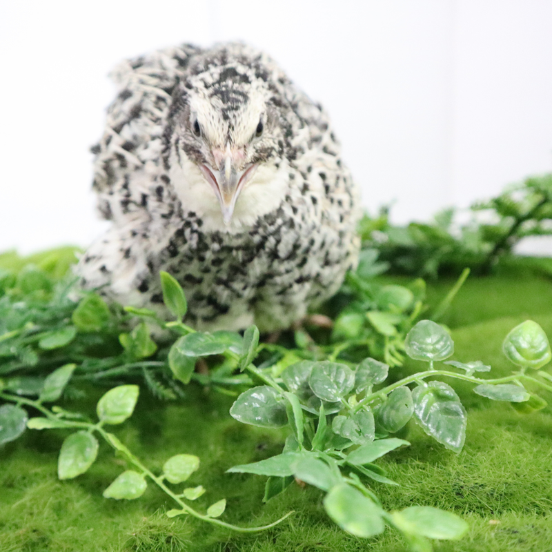 Load image into Gallery viewer, Pearl Pansy Quail Hatching Eggs
