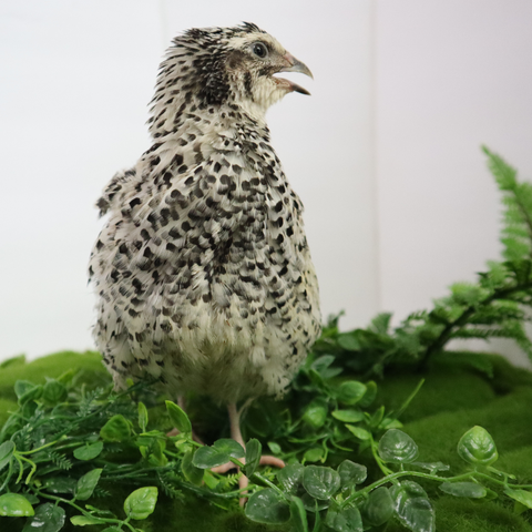 Pearl Pansy Coturnix quail hatching eggs