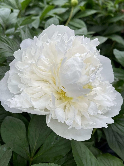 Duchesse de Nemours peony