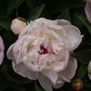 Festive Maxima garden peony