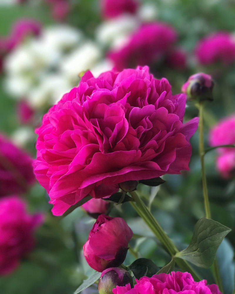 Load image into Gallery viewer, Kansas Peony
