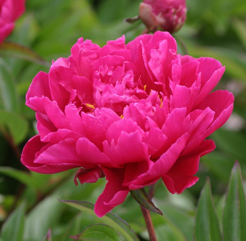 Load image into Gallery viewer, Karl Rosenfield Peony
