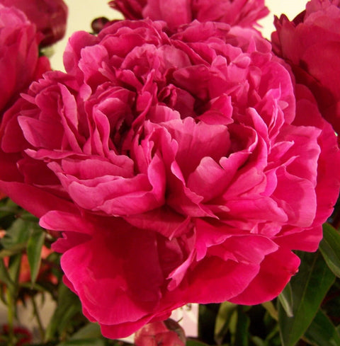 Red Sarah Bernhardt Peony, additional product view 2