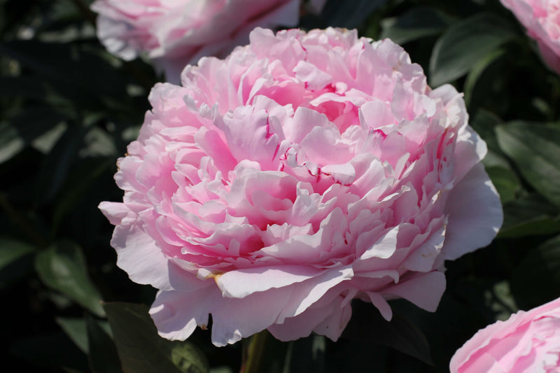 Load image into Gallery viewer, Sarah Bernhardt Peony
