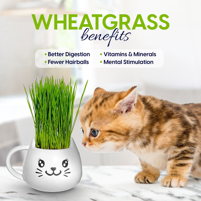 Load image into Gallery viewer, Cat Grass Mug Growing Kit
