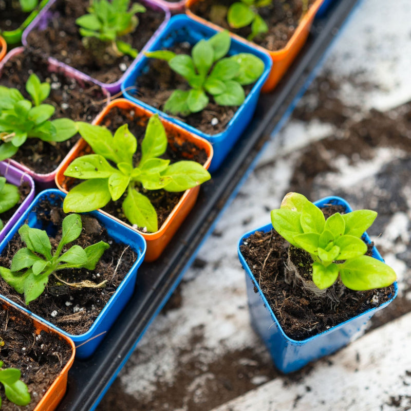 Load image into Gallery viewer, 32-Cell Reusable Plant Starter Trays with Inserts
