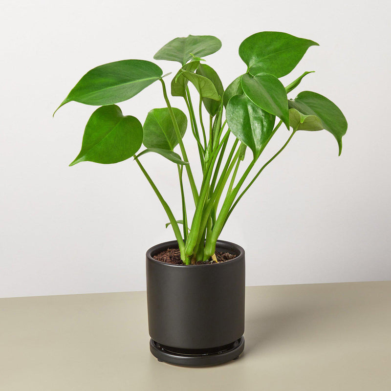 Load image into Gallery viewer, Monstera 'Split-Leaf'
