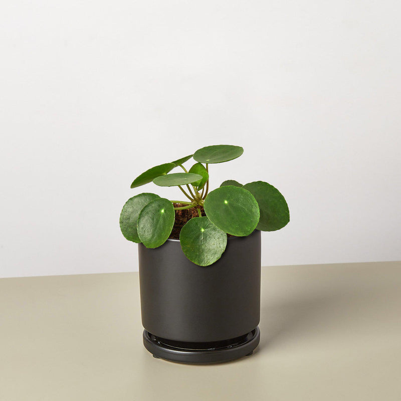 Load image into Gallery viewer, Pilea Peperomioides 'Chinese Money'

