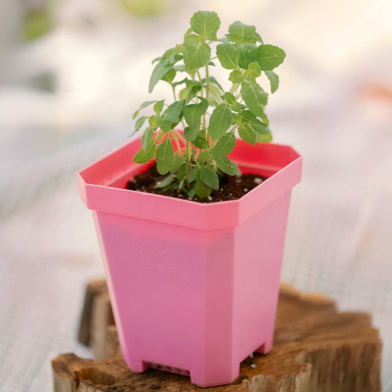 Load image into Gallery viewer, 5" Nursery Pots with Insert Tray
